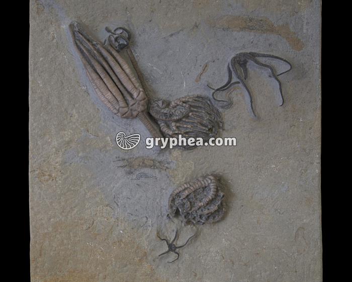 Crinoïde fossile (Saccocrinus granilineus, Carbonifère, Indiana, USA) - gryphea.org